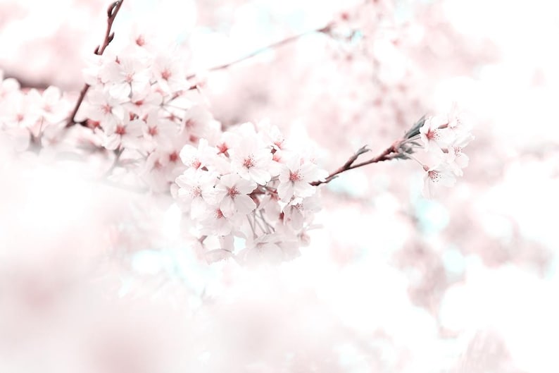 Cherry Blossom Printable Wall Art Download | Blooming Floral Tree Branch | Pastel Pink Spring Decor | Digital Sakura Print