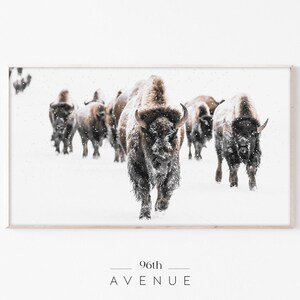 May include: A herd of brown bison walking through a snowy field. The bison are covered in snow and the ground is white.