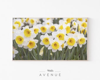 Spring Flower Bed Frame TV Art | Daffodil Flowers Digital Art For TV | Floral Tv Screensaver | Instant Download   #1145