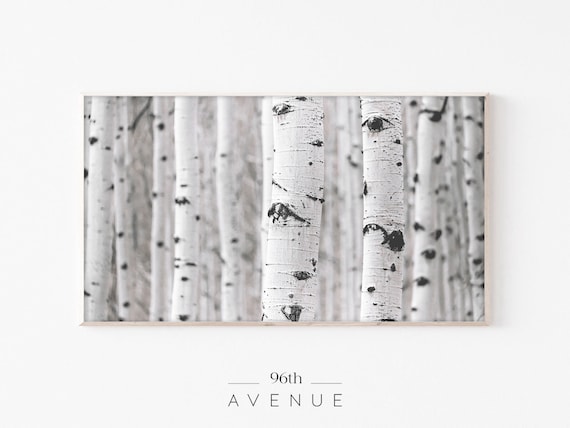 White Birch Trees | Frame Tv Art | Nature Tv Art | 4k Tv Art | Autumn Photography | Fall Frame Tv Art | Birch Forest Art | Digital Download