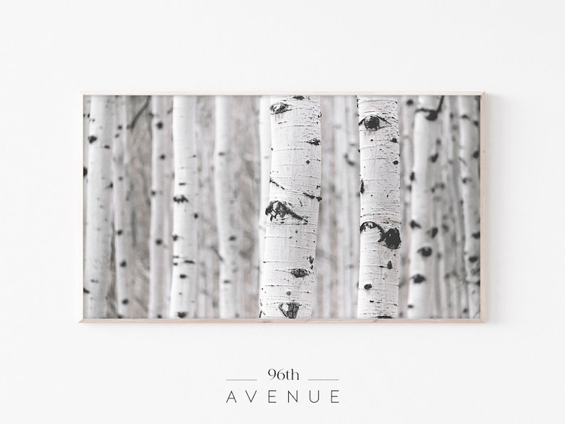 Puede incluir: Una fotograf&iacute;a en blanco y negro de un bosque de abedules. Los &aacute;rboles son altos y delgados, con corteza blanca y marcas negras. La foto est&aacute; tomada desde un &aacute;ngulo bajo, mirando hacia arriba a los &aacute;rboles.