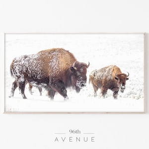 May include: Two brown bison standing in a snowy field. The larger bison is in the foreground and the smaller bison is in the background.