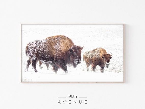 Samsung Frame Tv Art | Winter Buffalo | Frame Tv Art Holiday | Farmhouse Decor | Winter Frame Tv | American Bison | Digital Art For Tv