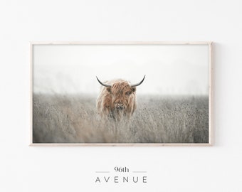 May include: A brown Highland cow stands in a field of long grass. The cow is looking directly at the camera. The background is a soft, muted grey.