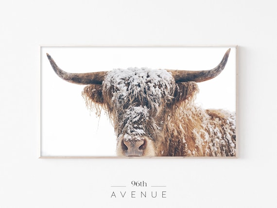 Samsung Frame Tv Art Cow | Highland Cow Digital Art For Tv | Modern Farmhouse Art | Frame Tv Art Winter | Digital Download | Farm Animal Art