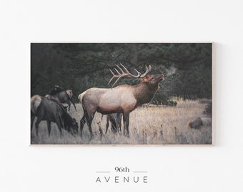 May include: A large male elk with a large rack of antlers stands in a field of tall grass. The elk is facing the camera and has its mouth open, as if it is calling. There are other elk in the background, including a few smaller elk.