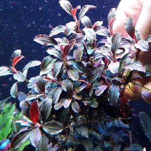 Bucephalandra Brownie Ghost - Etsy