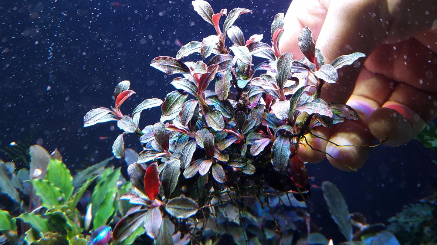 Bucephalandra sp. 