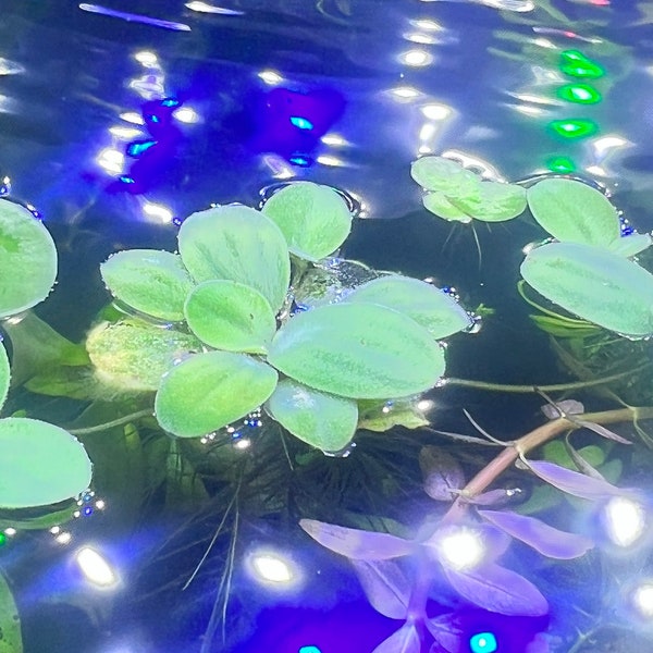 40+ Leaf Dwarf Water Lettuce Live Aquatium/Fish Tank Floating Plant