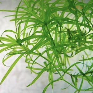 May include: A close-up of a bunch of bright green aquatic plants with long, thin leaves.