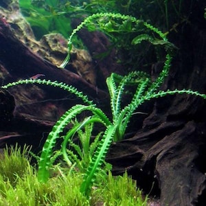 May include: A vibrant green aquatic plant with long, serrated leaves, gracefully curving upwards. The plant is surrounded by lush green moss and dark, textured wood, creating a natural underwater scene. Ideal for aquarium decor.