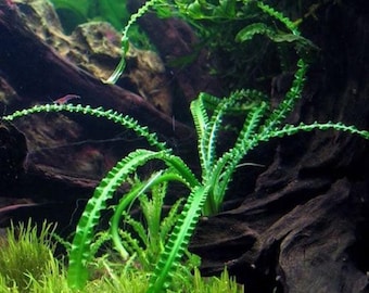 Hellfire Bucephalandra Pot - Buce Live Aquarium Plant Aquascape