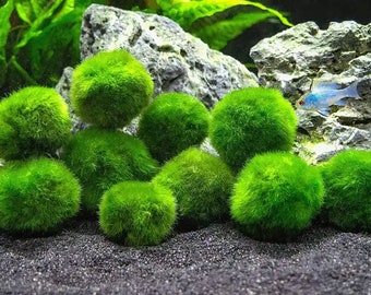 5 Live Moss Balls Fish Tank Aquarium Decorations Plants 1-1.5 inches