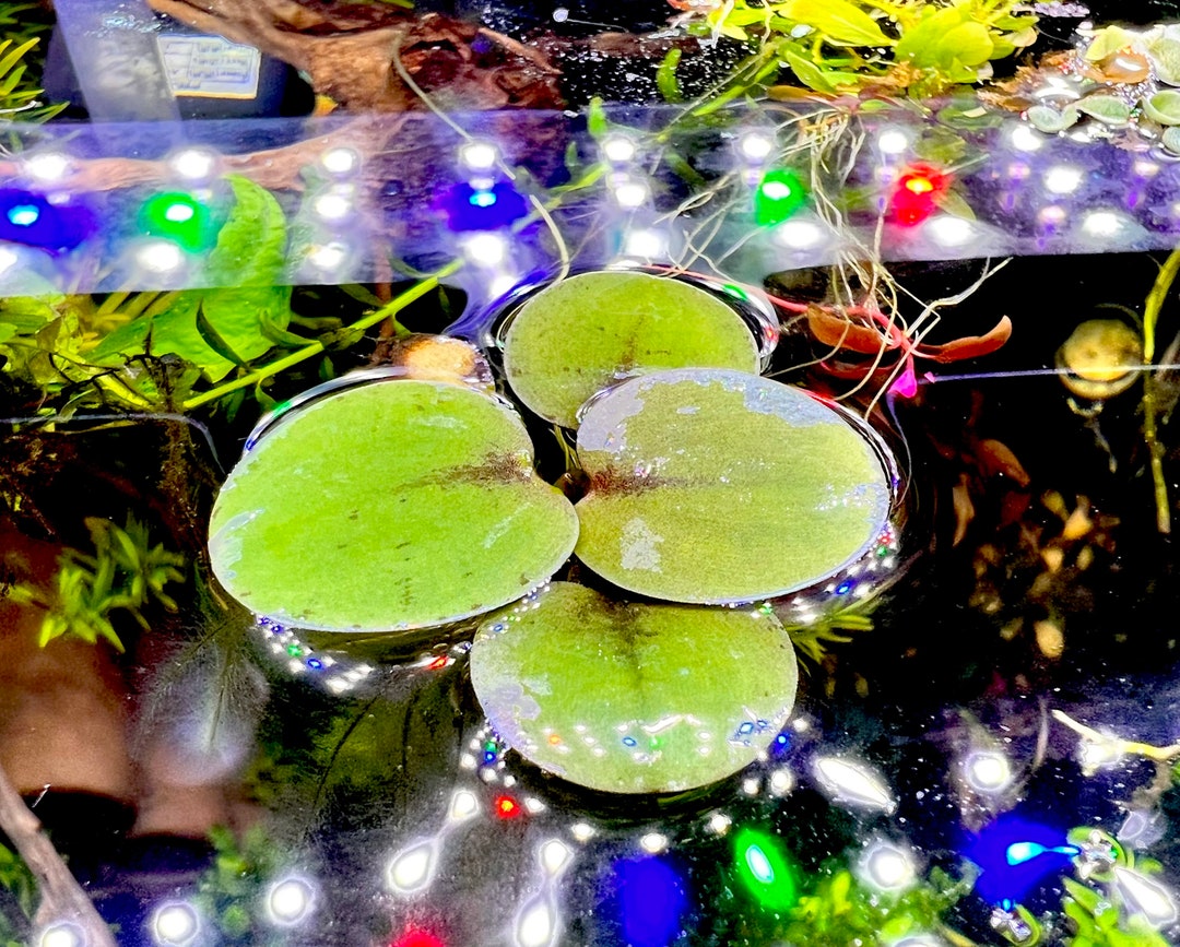 40 Leaf Amazon Frogbit Aquarium Floating Plant - Etsy