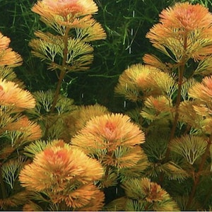 May include: Close-up of vibrant orange and yellow aquatic plants. The plants have feathery, fan-like structures with reddish tips, set against a dark green background. The image showcases the plants' intricate details and textures.