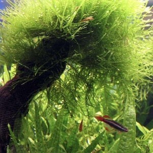 May include: A dark brown piece of driftwood covered in dense, vibrant green aquatic moss. The moss forms a thick, bushy canopy over the wood, which is submerged in an aquarium. A small, slender fish with a dark body and red fins swims nearby.