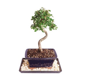 Chinese Elm Bonsai Tree (Ulmus parvifolia) – 14-16" Tall with Humidity Tray
