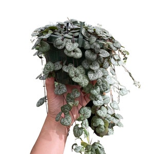 May include: A trailing plant with small, heart-shaped leaves with silver variegation. The plant is in a black plastic pot and is being held by a hand.