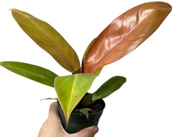 Prince of Orange - Calathea House Plant - 4'' Pot