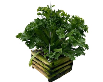 Leslie Birdnest Fern - Wooden Hanging Basket - Hand Made Crate