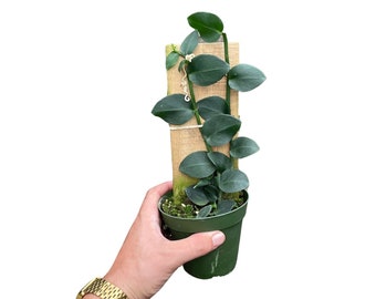 Rhaphidophora Hayii Plant: Tropical Indoor Climbing Plant on Plank