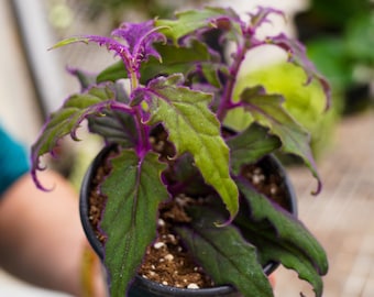 Purple Passion Plant: Gynura aurantiaca, Velvet Purple Leaves - 4 Inch