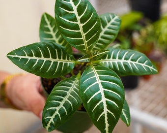 Zebra Plant - Aphelandra Squarrosa - 4 Inch House Plant