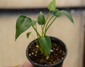 May include: A small potted plant with vibrant green leaves. The plant is in a black plastic pot, held by a person. The leaves have a heart-like shape. The background is a soft, neutral color.