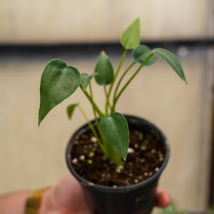 May include: A small potted plant with vibrant green leaves. The plant is in a black plastic pot, held by a person. The leaves have a heart-like shape. The background is a soft, neutral color.