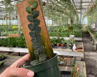 Rare Shingle Plant on Plank – Rhaphidophora Cryptantha, Living Wall Art