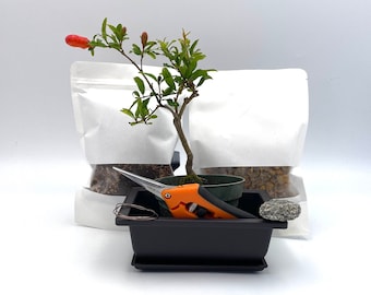 Bonsai Tree, Pre-Bonsai , Pomegranate Bonsai, Bonsai Tree Kit, Bonzai Tree, Bonzai Live, Gifts for her, Valentines Day Gift