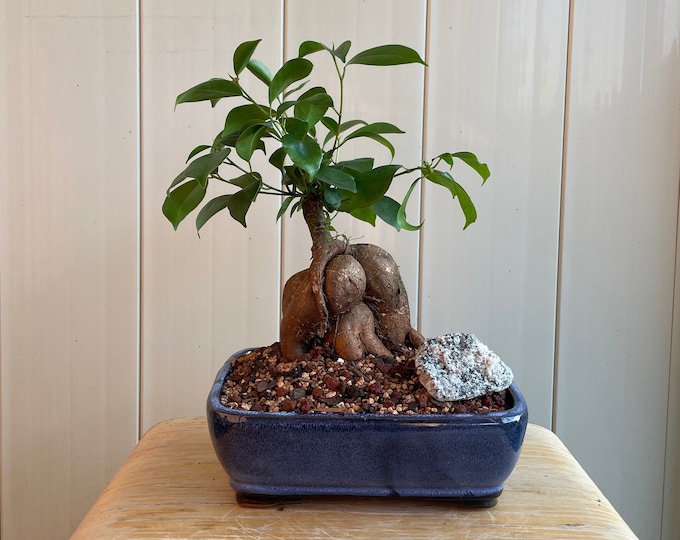 Ginseng Ficus Bonsai, Ficus Microcarpa Ginseng, Indoor Bonsai, Live ...