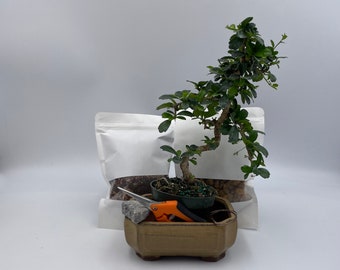 Fukien Tea Bonsai, Bonsai Kit by Jonathan by L&J Nursery: IMPORTED Fukien Tea Bonsai Tree in 6” glazed pot (Carmona retusa). Full Kit