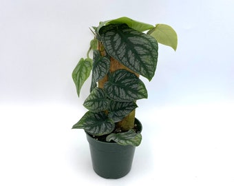 Rare Monstera Dubia Plant: Fully Rooted Indoor Plant
