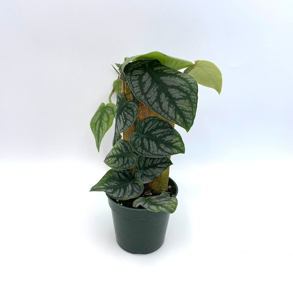 Rare Monstera Dubia Plant: Fully Rooted Indoor Plant