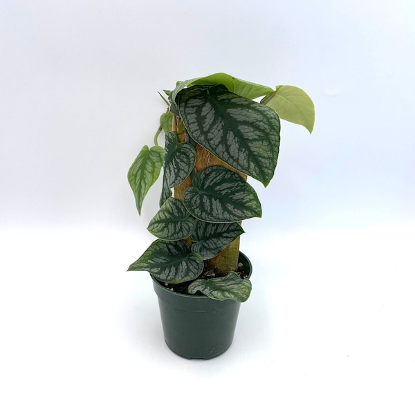 Rare Monstera Dubia Plant, Fully Rooted Rare Plants Indoor Plant, Unique Plant Gifts, Rare Plant Gift Ideas, Plants Gift Unique Indoor Plant