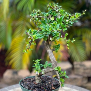 Bonsai Tree from Jonathan by L&J Nursery: IMPORTED Fukien Tea Bonsai Tree in 5” Plastic Training pot (Carmona retusa)
