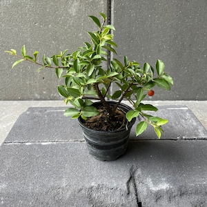 Pre Bonsai, Live Plants, Barbados Cherry, Malpighia emarginata, Age 4