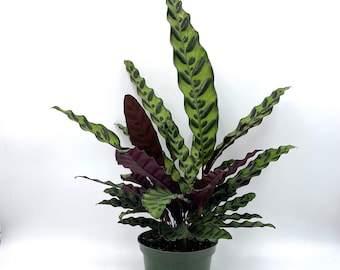 Calathea Lancifolia in 6&quot; Pot – Rattlesnake Plant with Striking Foliage