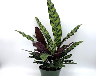 Calathea Lancifolia | Rattlesnake Plant | Indoor Houseplant | Air-Purifying | Pet-Friendly | Summer Plant Sale | Fast Shipping