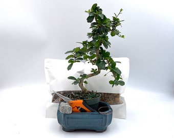 Fukien Tea Bonsai, Bonsai Kit by Jonathan by L&J Nursery: IMPORTED Fukien Tea Bonsai Tree in 6” glazed pot (Carmona retusa). Full Kit