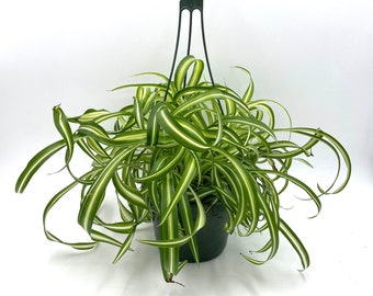 Bonnie Spider Plant Live, Spider Plant Bonnie, Spider Plant with Free Shipping, Spider Plant Pot, Curly Plant, Hanging Spider Plant Plants