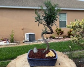 S-shaped Podocarpus Bonsai Tree: 10-year-old Plum Pine, 20'' Tall