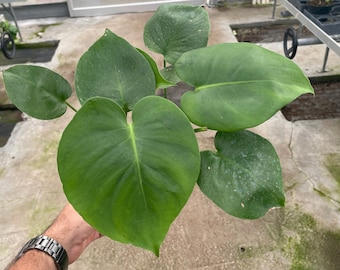 Monstera Deliciosa: Tropical Swiss Cheese Plant
