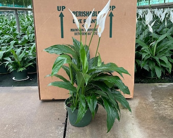 Peace Lily | Spathiphyllum | Indoor Houseplant | Air-Purifying | Low Light Tolerant | Summer Plant Sale | Fast Shipping