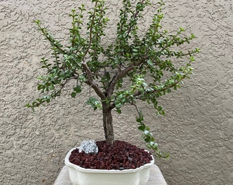 Mature Jade Bonsai Tree | 19 Years Old | Unique White Pot | Perfect Gift | Indoor Bonsai Decor | Artistic Bonsai | One-of-a-Kind For Sale