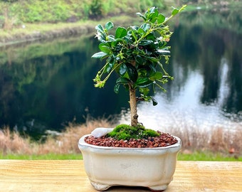 Fukien Tea Bonsai Tree - Carmona retusa - With Live Moss