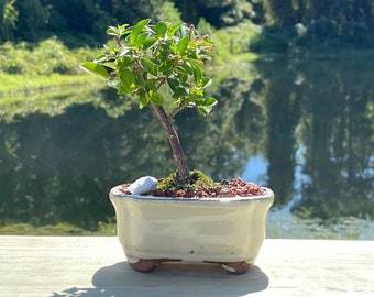 Cherry Bonsai Tree - Barbados Cherry - Malpighia Punicifolia - In a 4” Glazed Pot with Live Moss