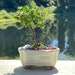 see more listings in the Bonsai Tree By Jonathan section