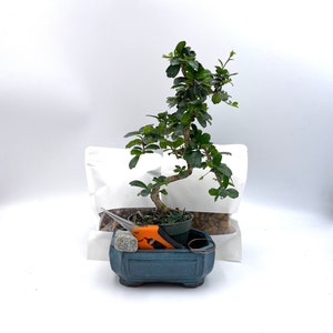 May include: A small bonsai tree in a blue ceramic pot with a pair of pruning shears and a rock. The tree has green leaves and a twisted trunk. The bonsai is sitting on a white surface.